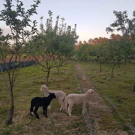 Quinta Da Lage Βίλα Barcelos Εξωτερικό φωτογραφία