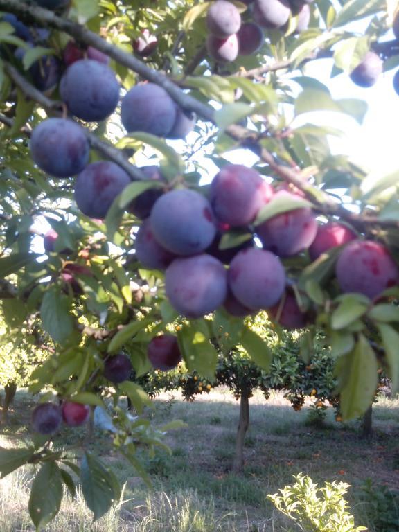 Quinta Da Lage Βίλα Barcelos Δωμάτιο φωτογραφία