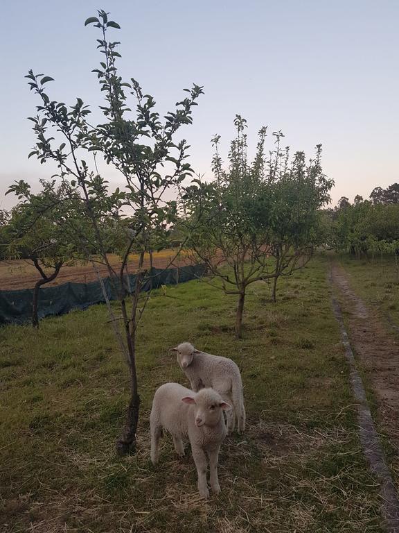 Quinta Da Lage Βίλα Barcelos Εξωτερικό φωτογραφία