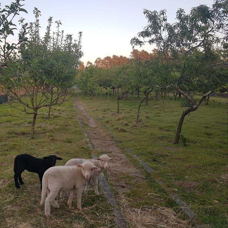 Quinta Da Lage Βίλα Barcelos Εξωτερικό φωτογραφία